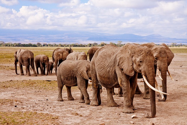 Amboseli Safari